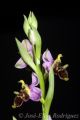 orquídea - abeja